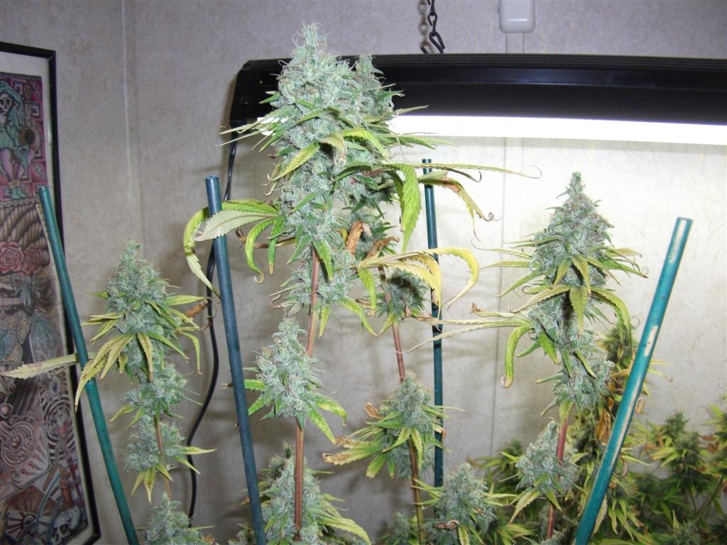 Bubba Express 58days 5 Large