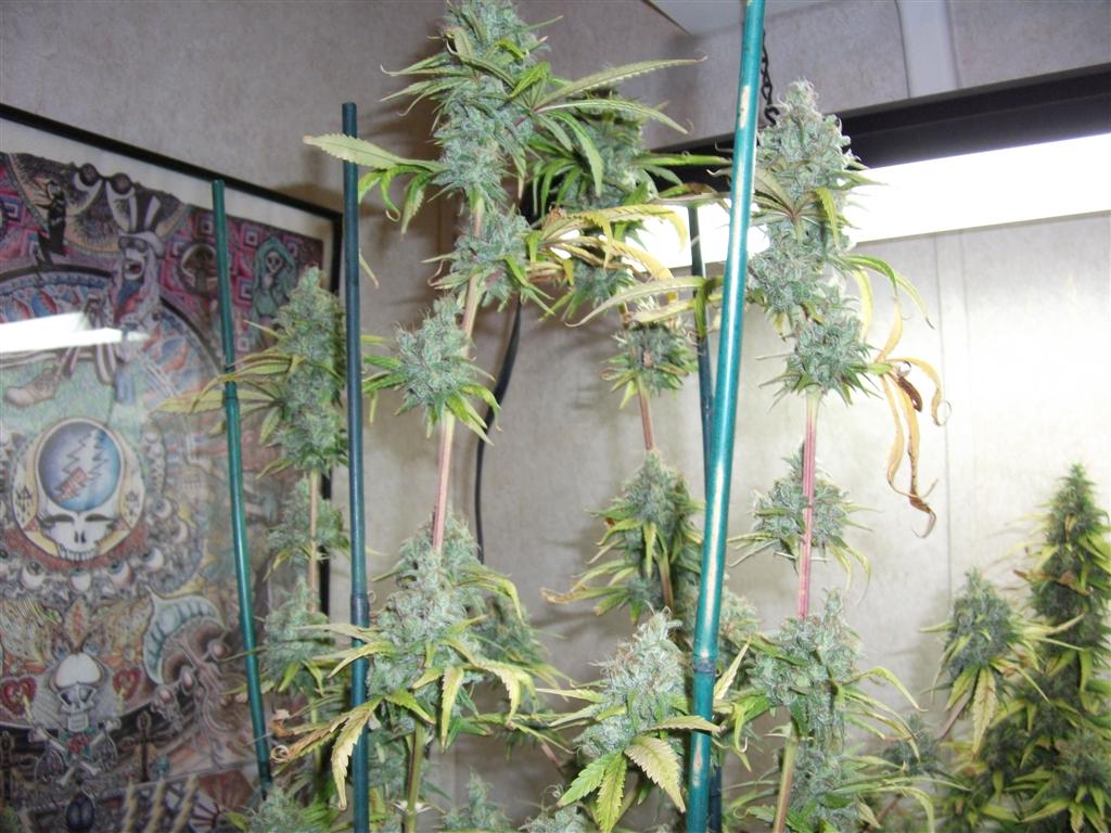 Bubba Express 58days 6 Large