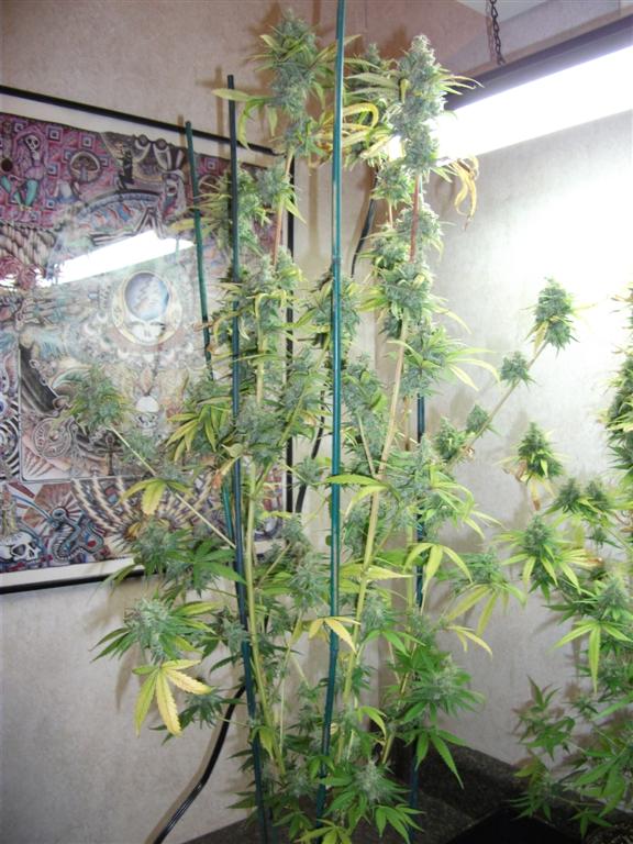 Bubba Express 58days 7 Large