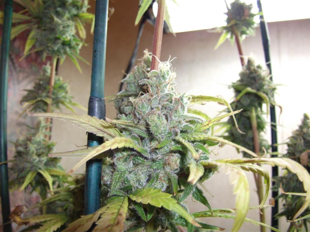 Bubba Express 58days Large
