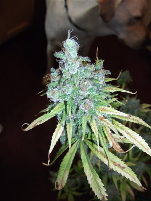 Bubba Express 71Days 1