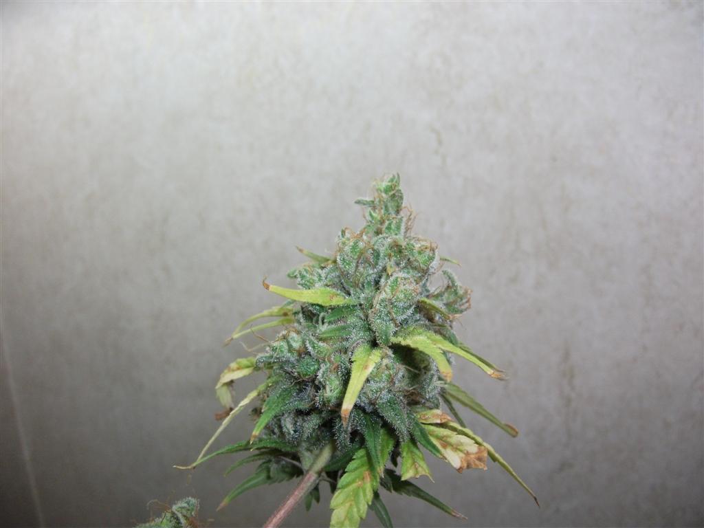 Bubba Express 71Days 10