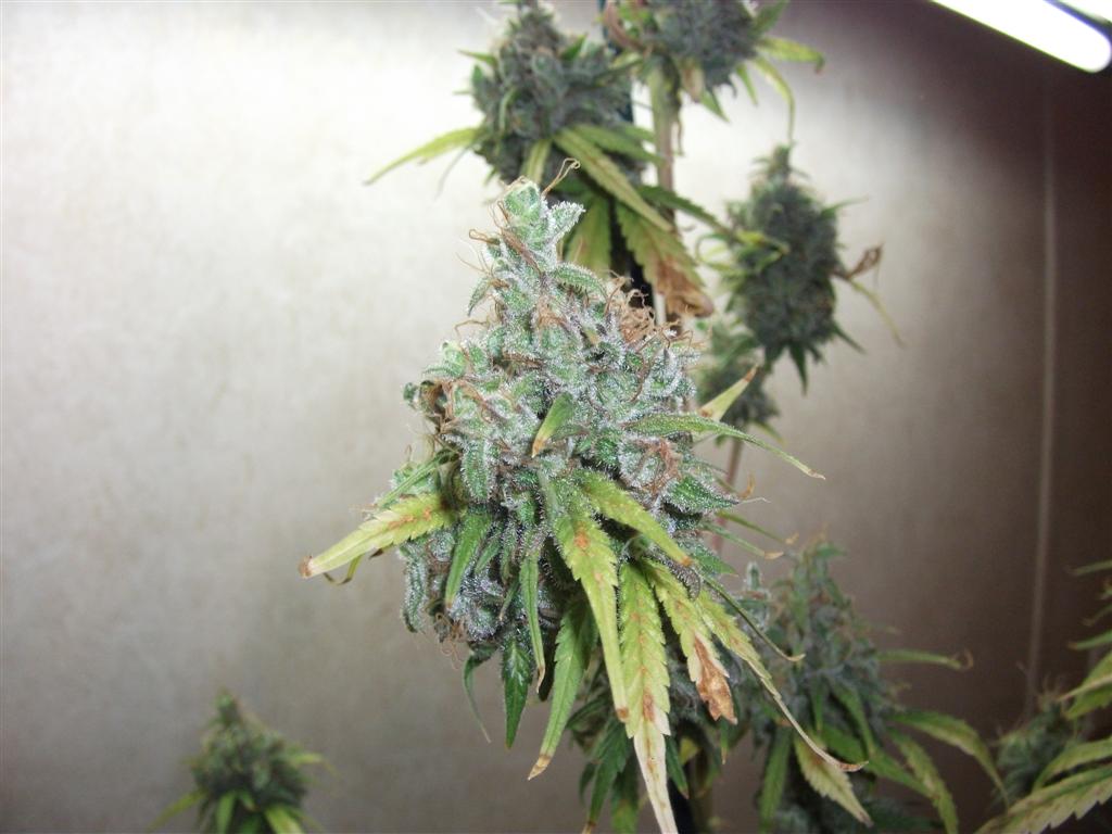 Bubba Express 71Days 11