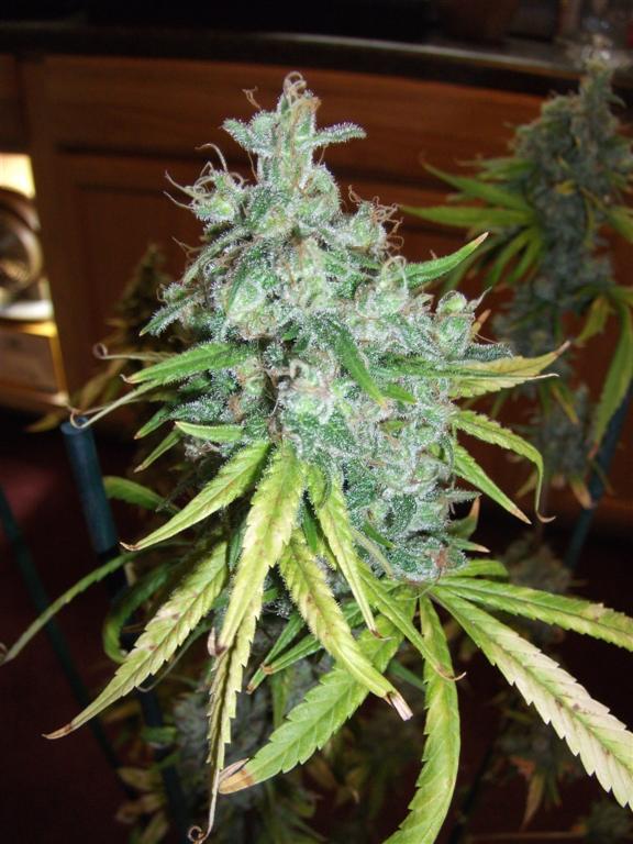 Bubba Express 71Days 2