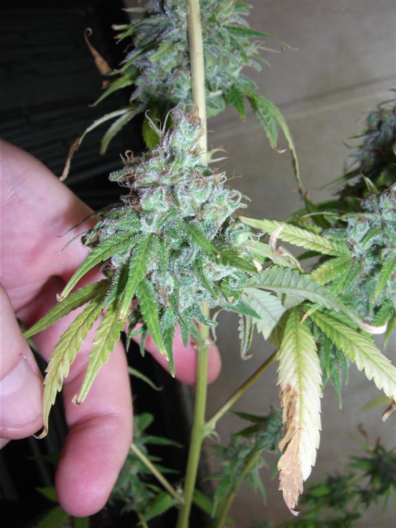 Bubba Express 71Days 3
