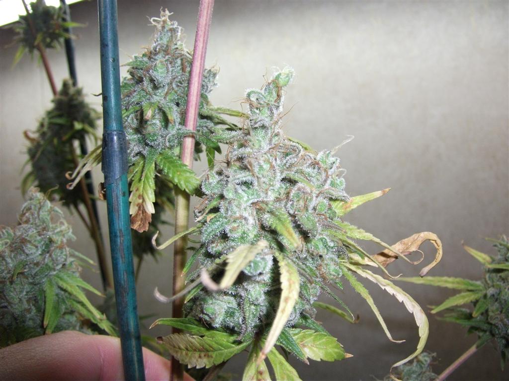 Bubba Express 71Days 4
