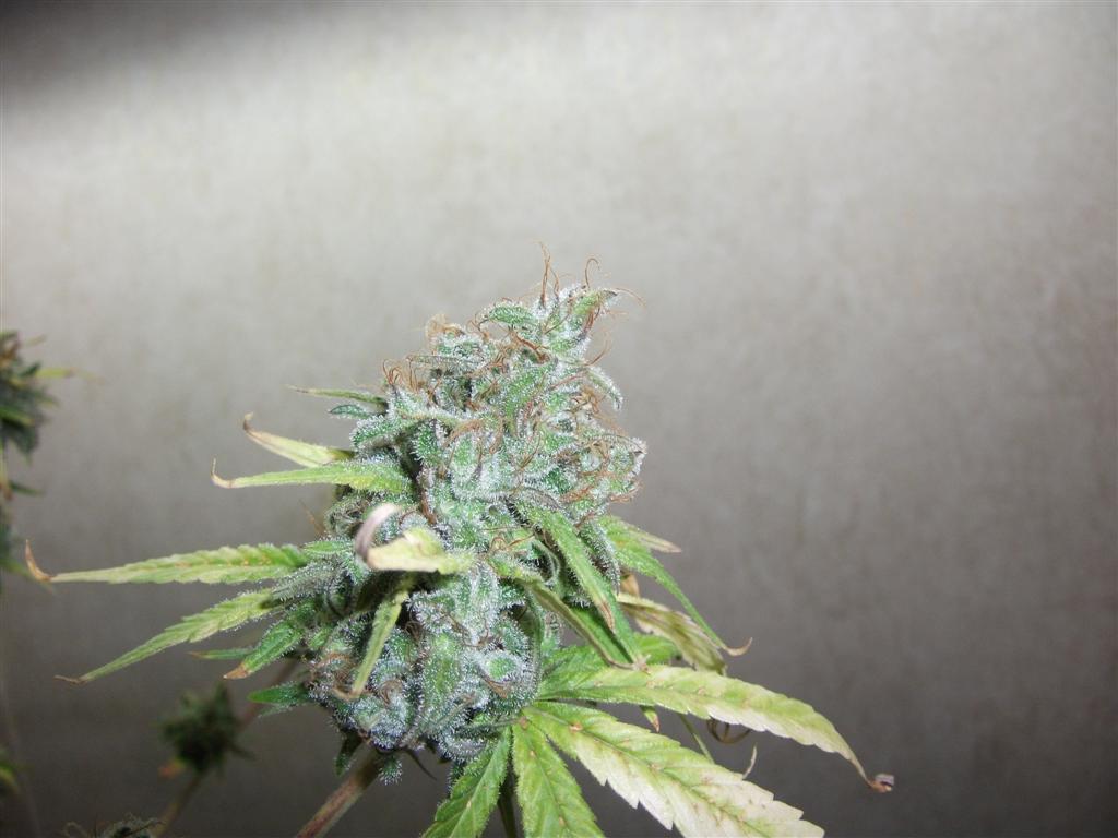 Bubba Express 71Days 5