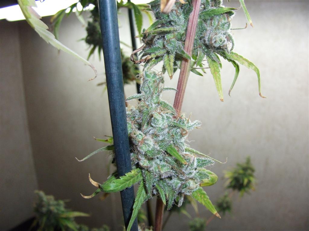 Bubba Express 71Days 6