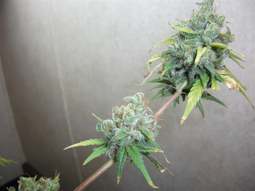 Bubba Express 71Days 7