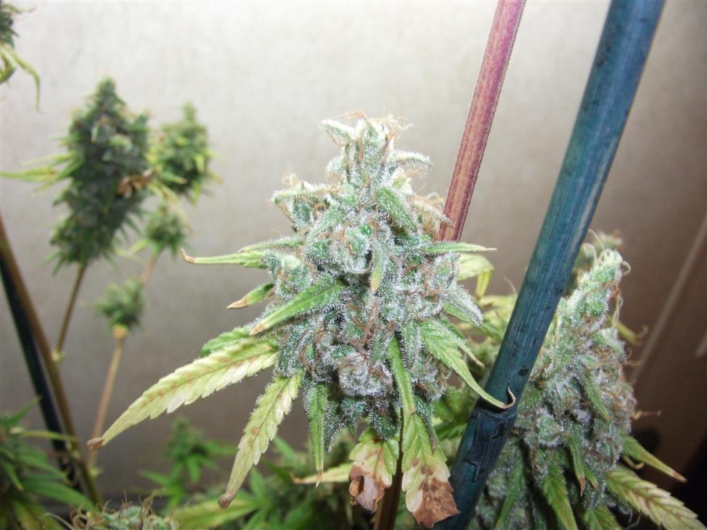 Bubba Express 71Days 8
