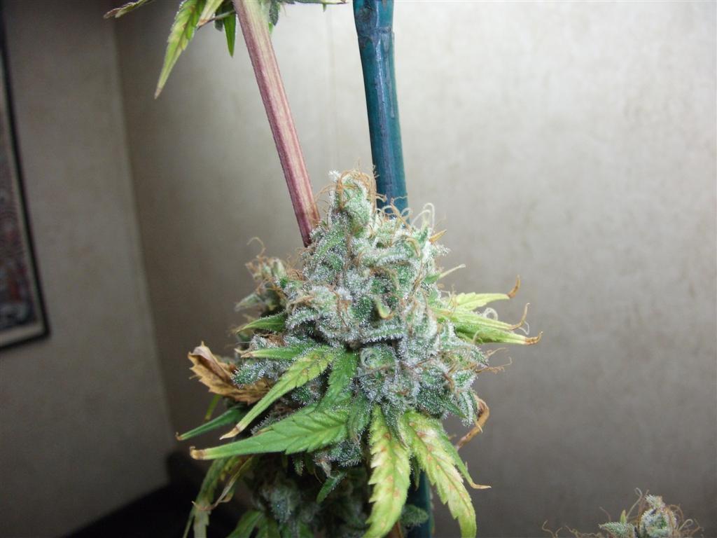 Bubba Express 71Days 9