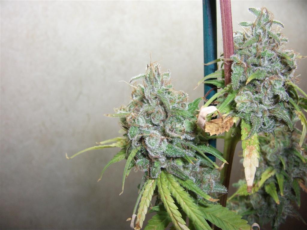 Bubba Express 71Days