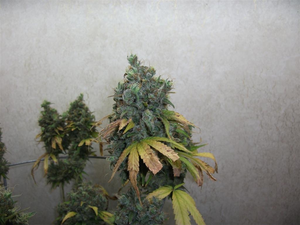 Bubba Express 84days bud cycle 10 Large