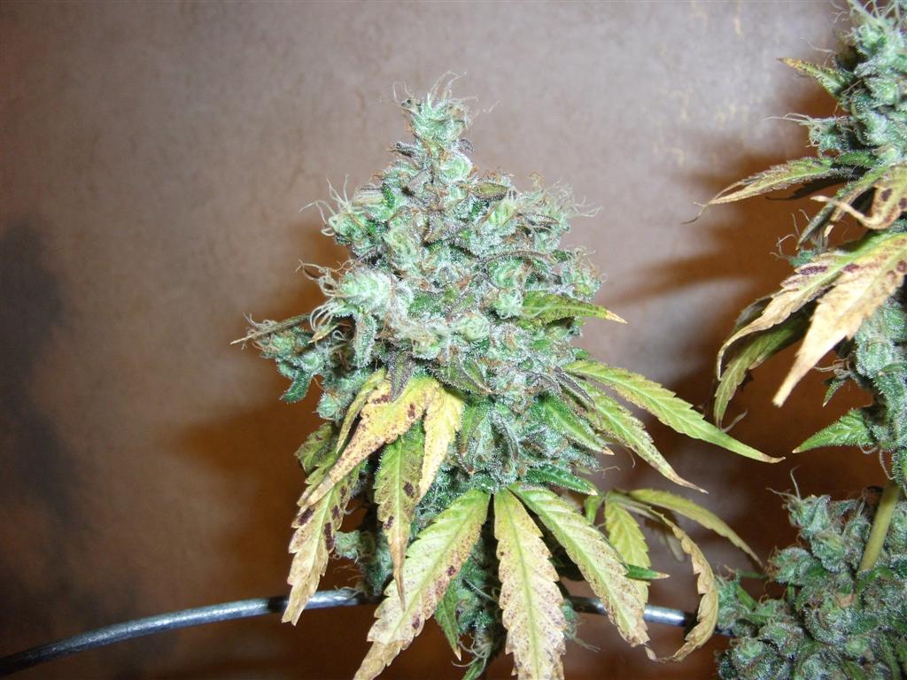 Bubba Express 84days bud cycle 100 Large