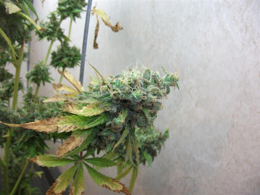 Bubba Express 84days bud cycle 13 Large