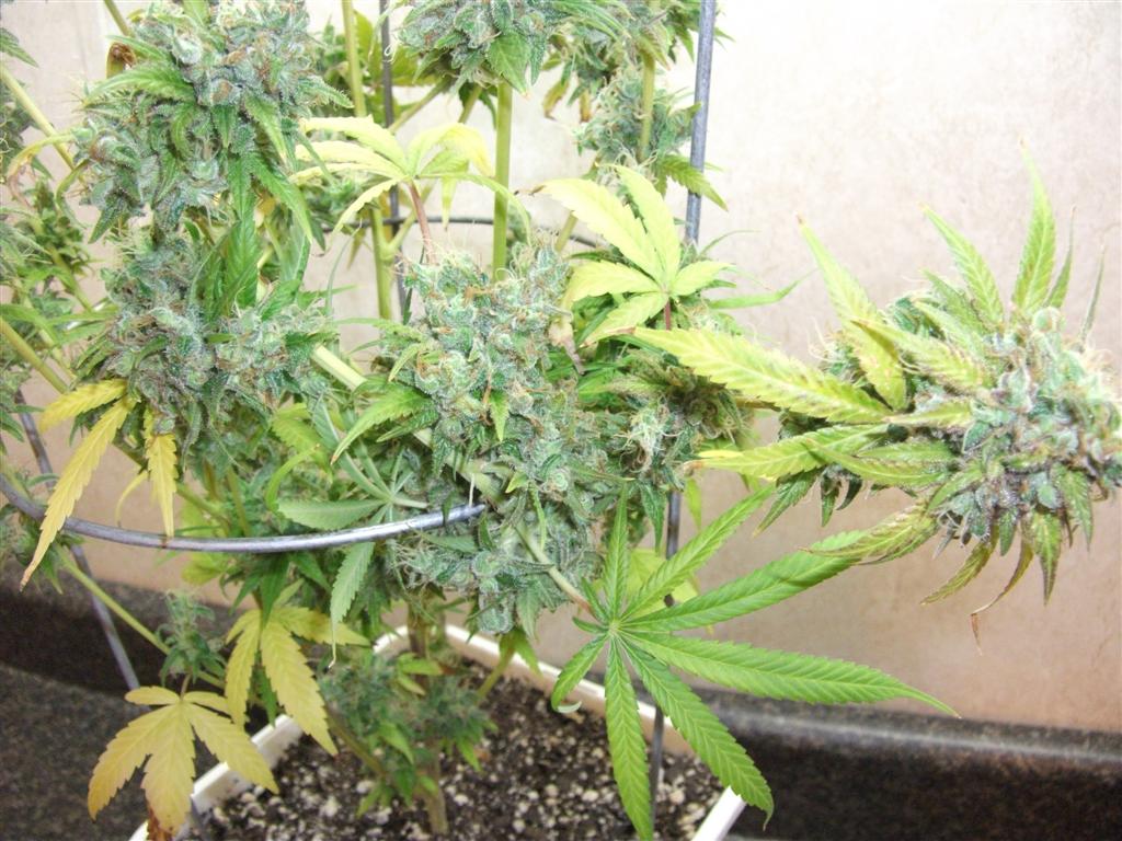 Bubba Express 84days bud cycle 17 Large
