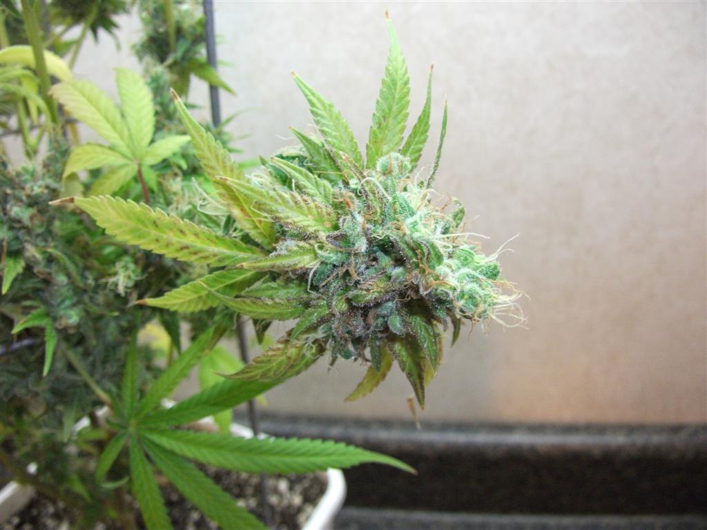 Bubba Express 84days bud cycle 20 Large