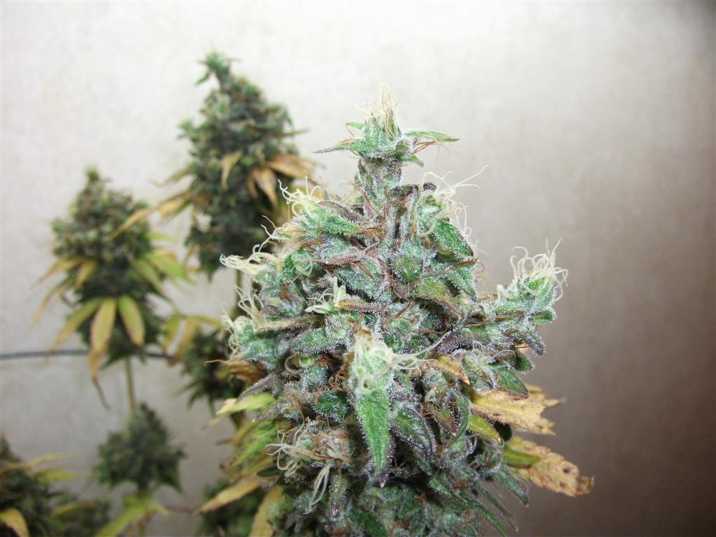 Bubba Express 84days bud cycle 22 Large