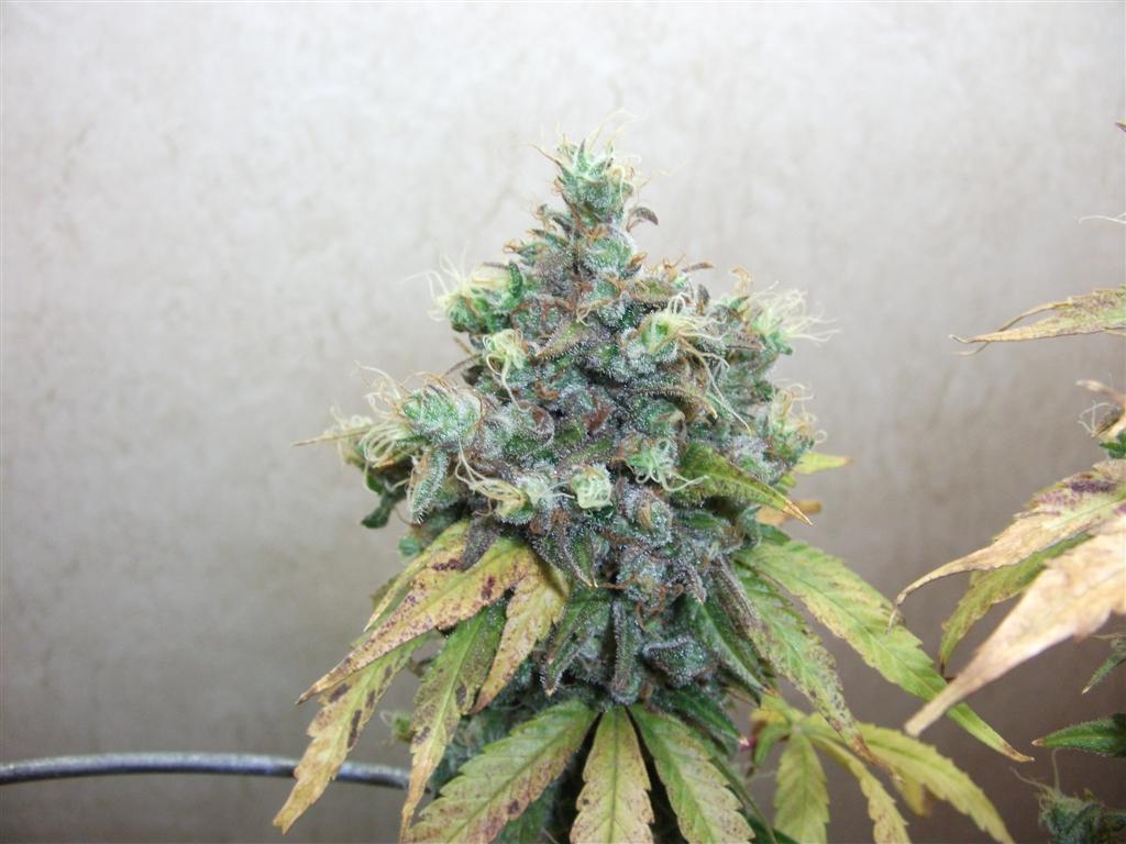 Bubba Express 84days bud cycle 28 Large