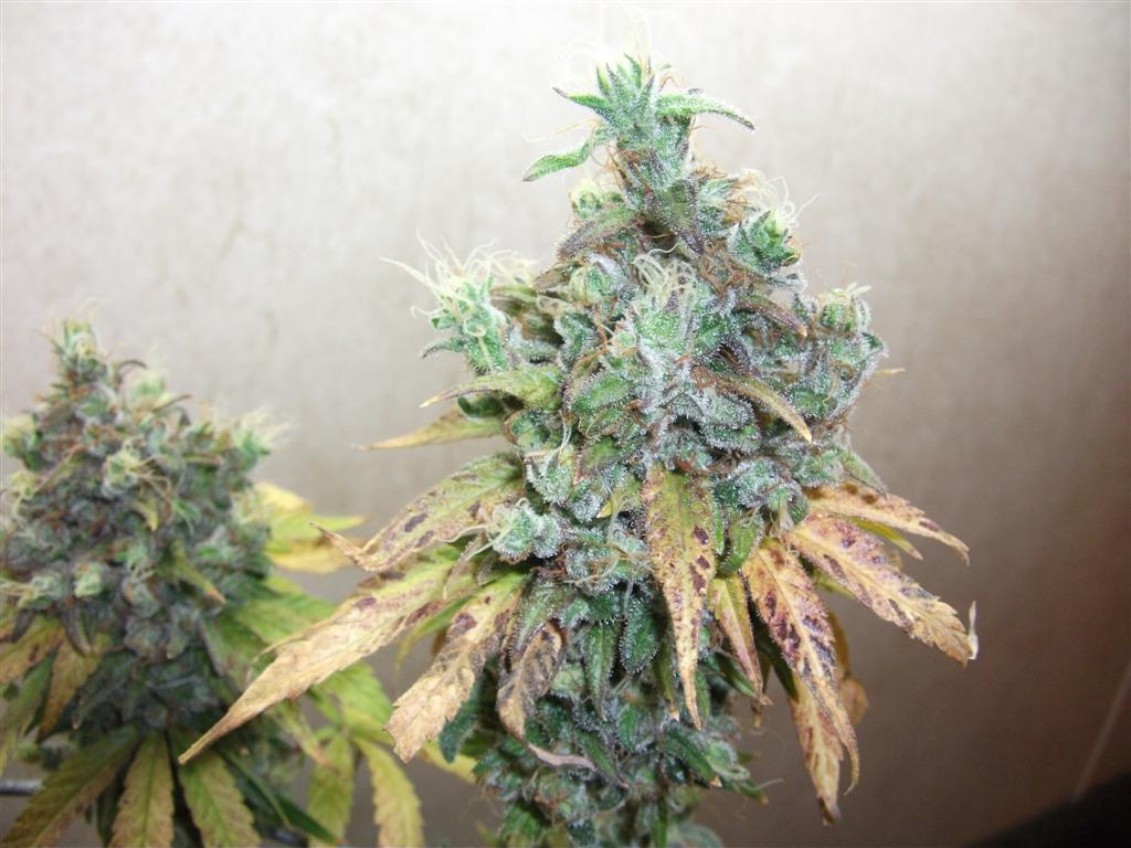 Bubba Express 84days bud cycle 29 Large