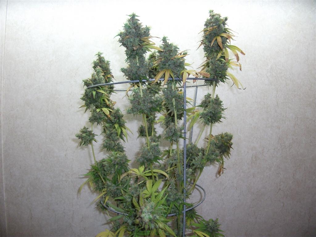 Bubba Express 84days bud cycle 3 Large