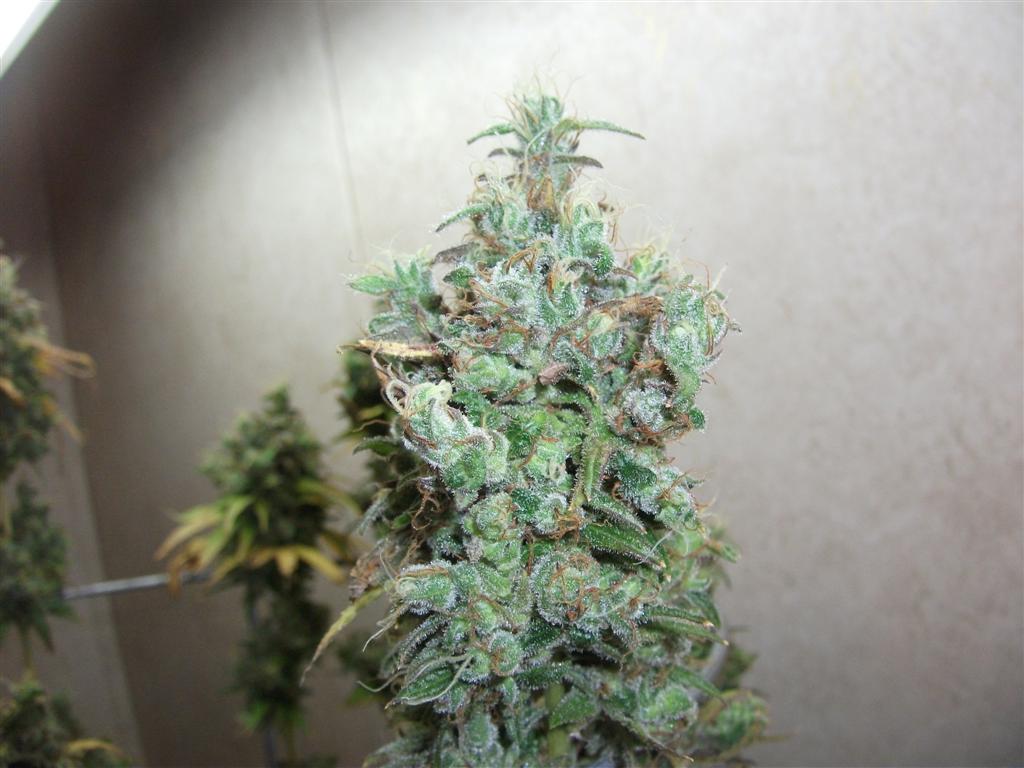 Bubba Express 84days bud cycle 35 Large