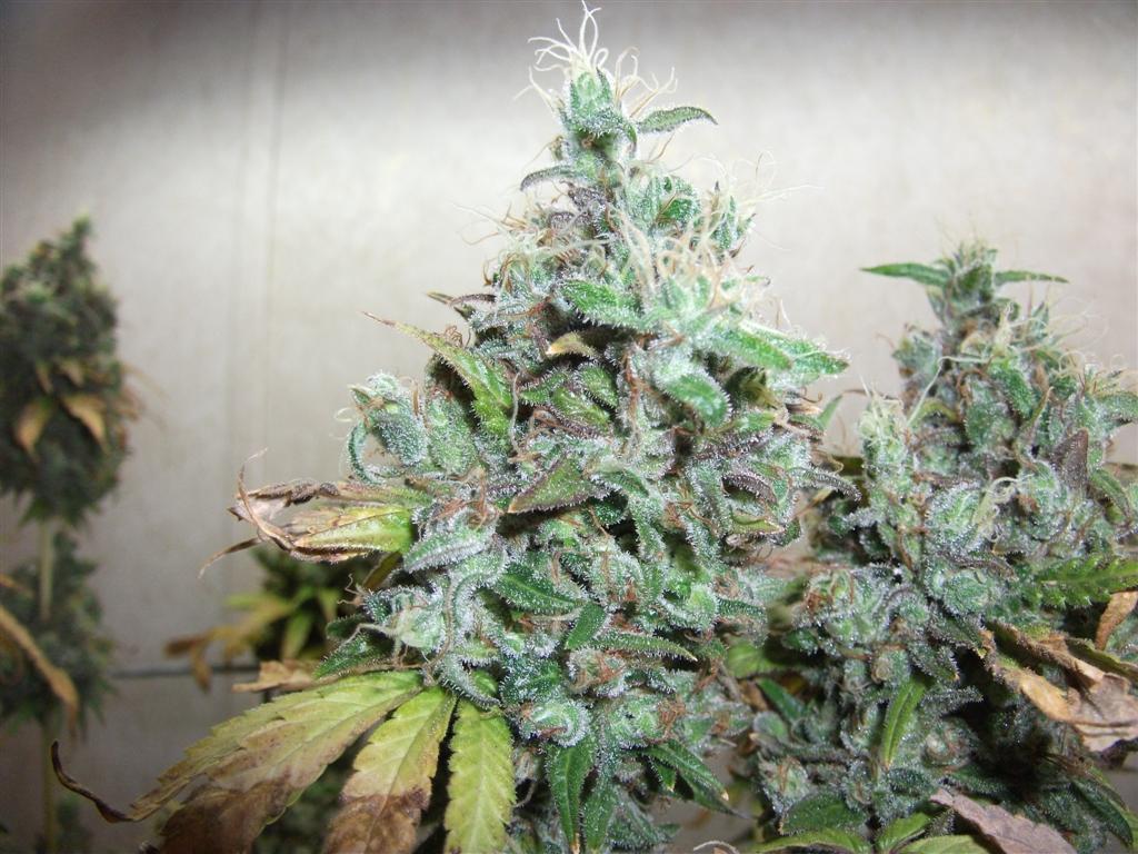 Bubba Express 84days bud cycle 36 Large
