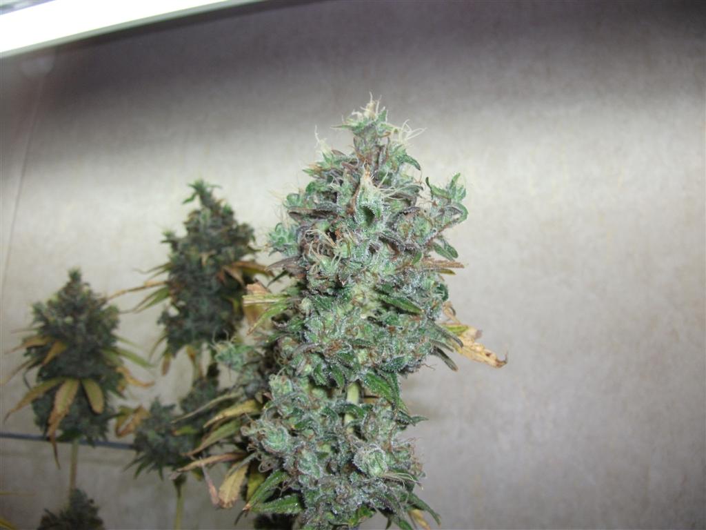Bubba Express 84days bud cycle 39 Large