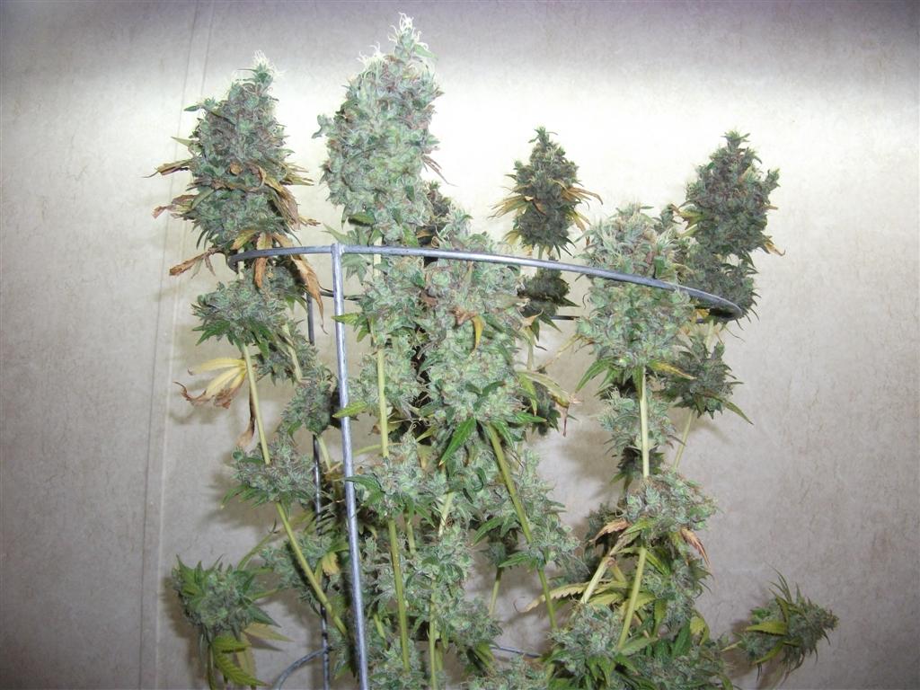 Bubba Express 84days bud cycle 44 Large