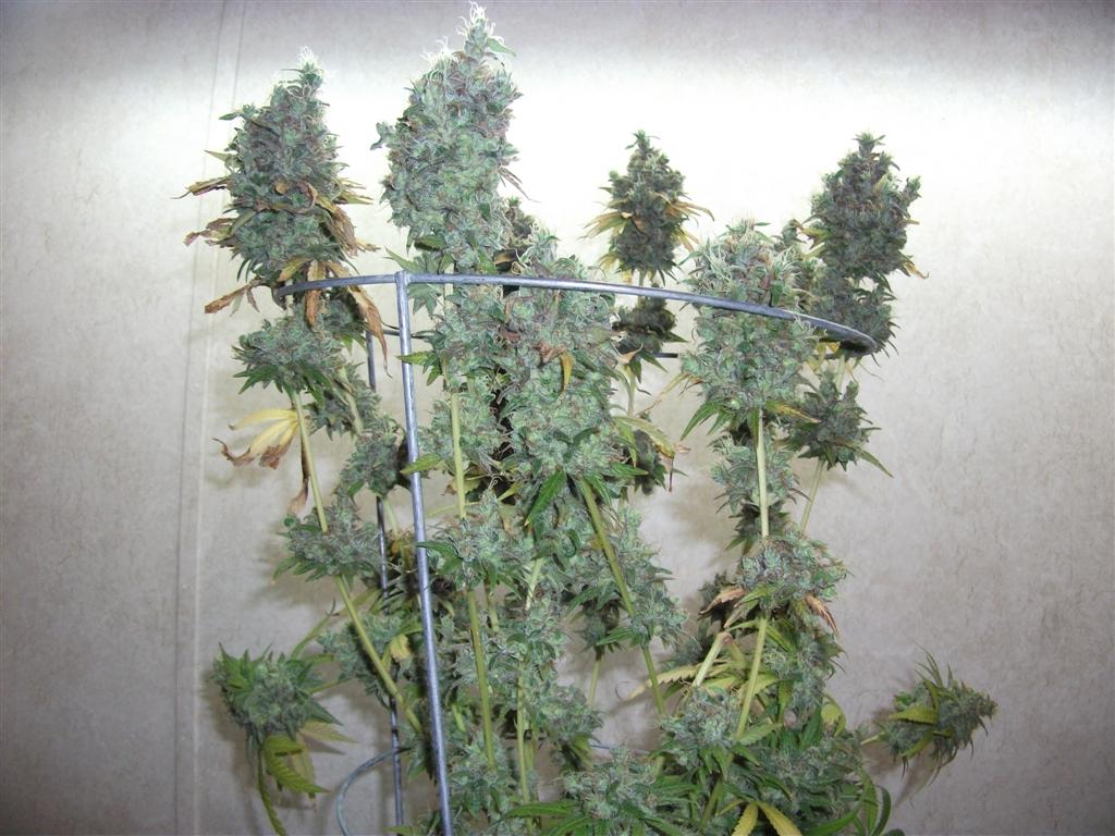 Bubba Express 84days bud cycle 45 Large
