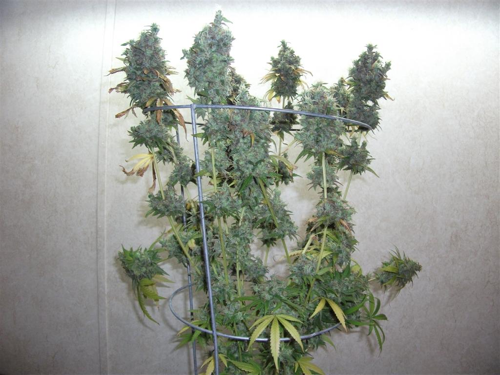 Bubba Express 84days bud cycle 47 Large