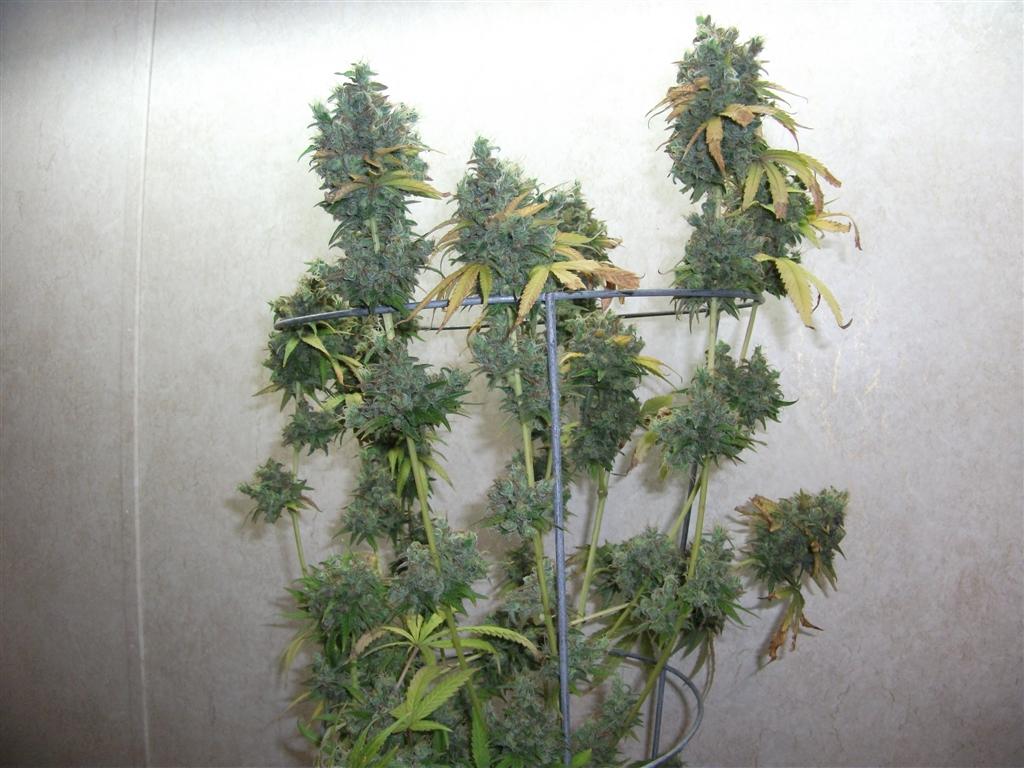 Bubba Express 84days bud cycle 6 Large