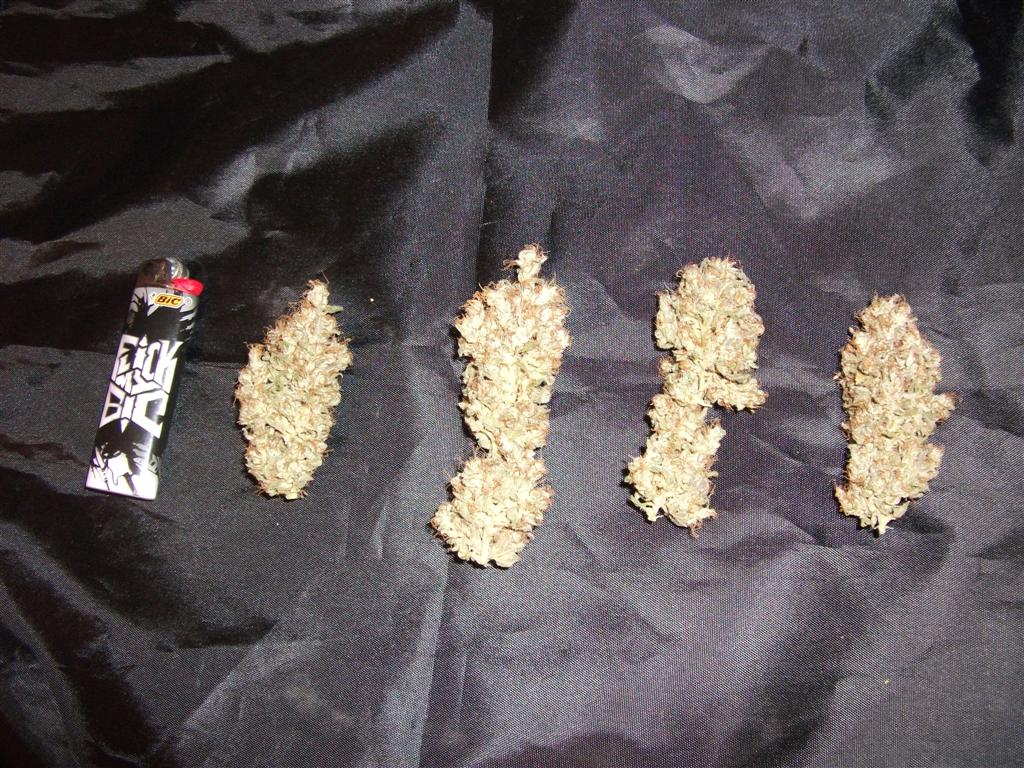 Bubba Express   Cured 6