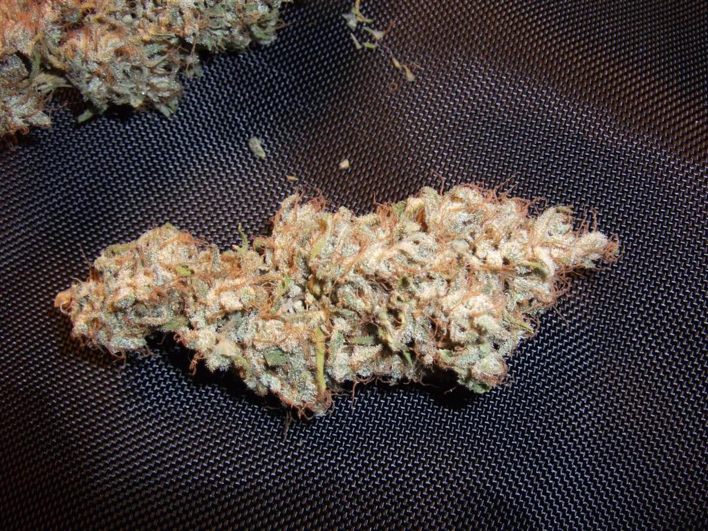Bubba Express   Dry  About 75 days Bud 1