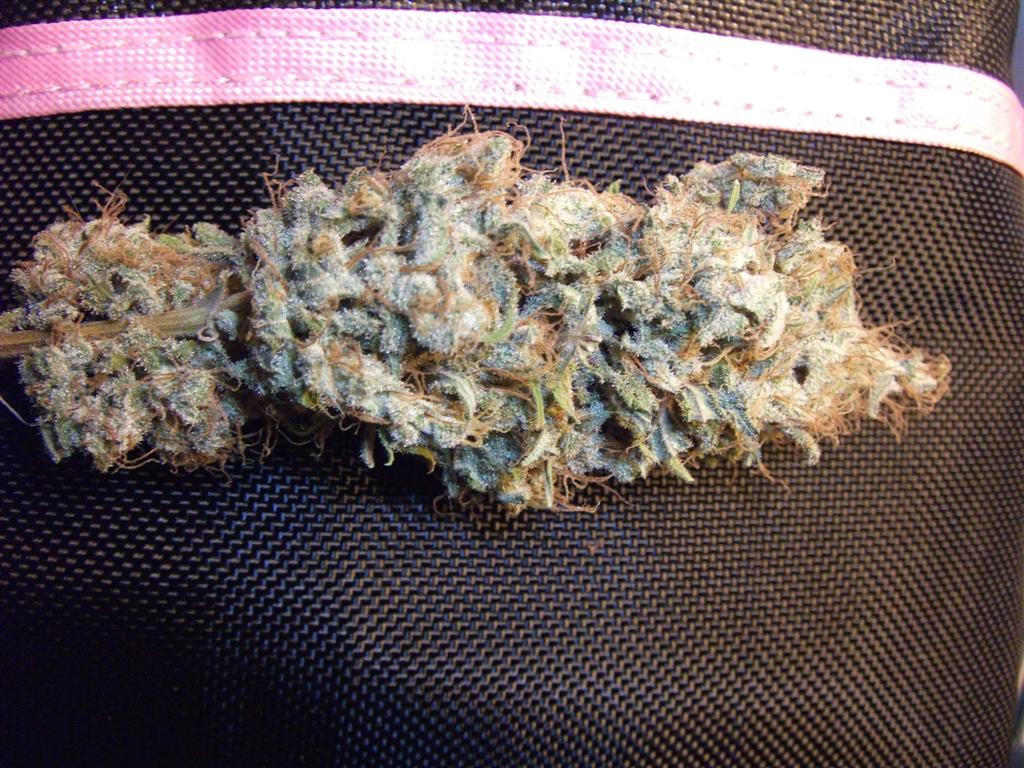 Bubba Express   Dry  About 75 days Bud 3