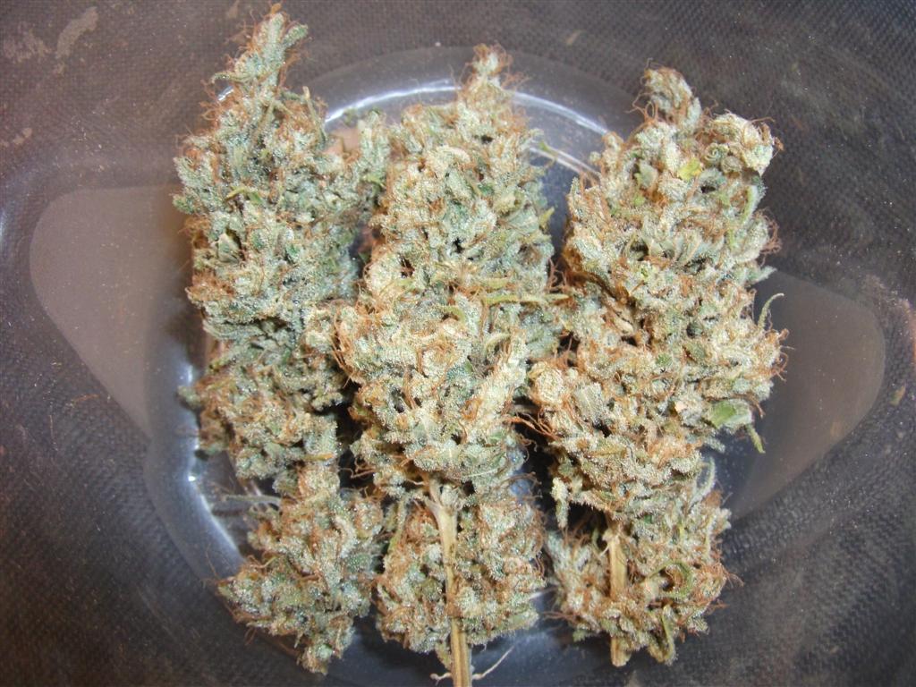 Bubba Express   Dry  About 75 days Bud 4