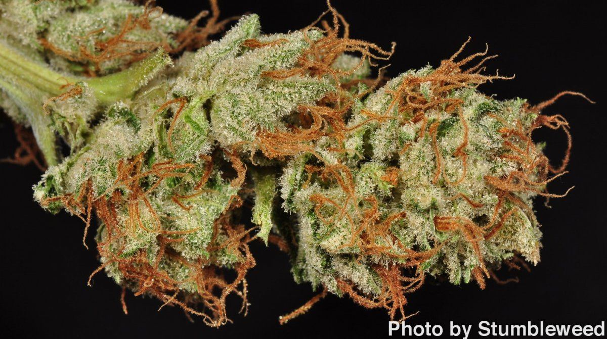 Bubba ghost 1