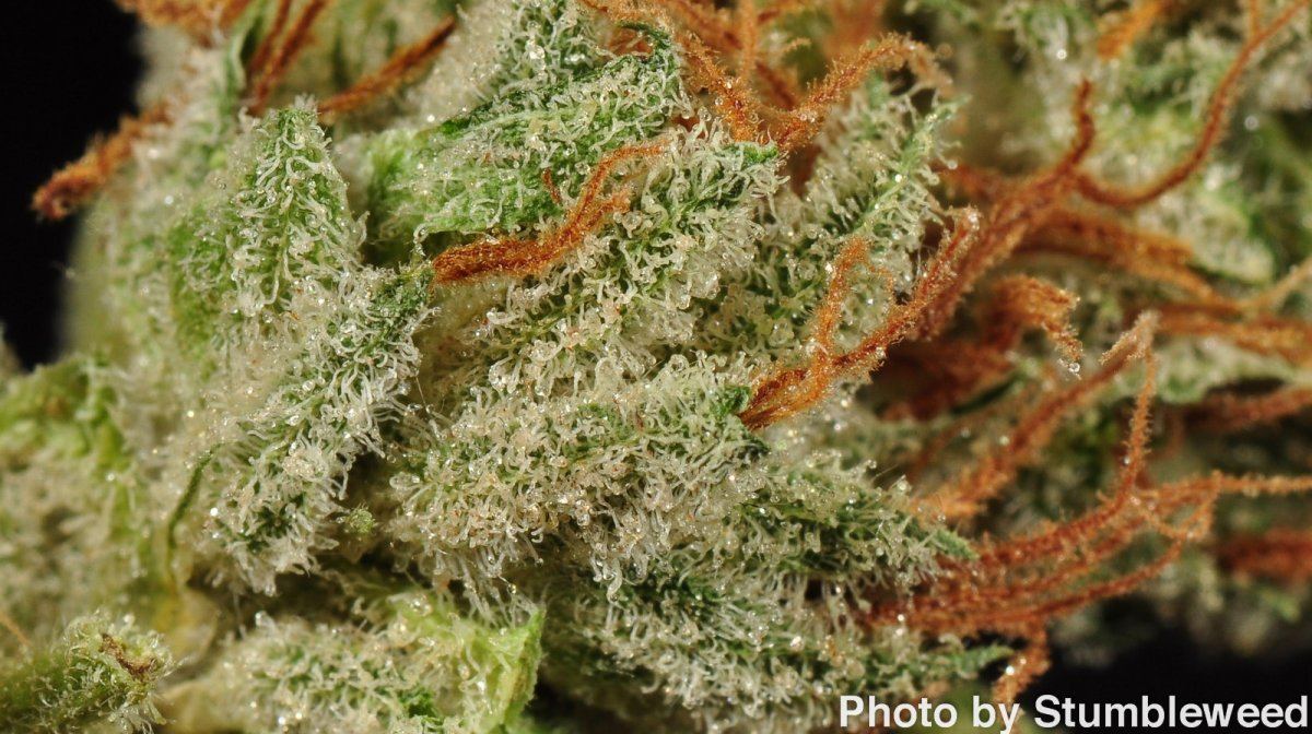 Bubba ghost 10