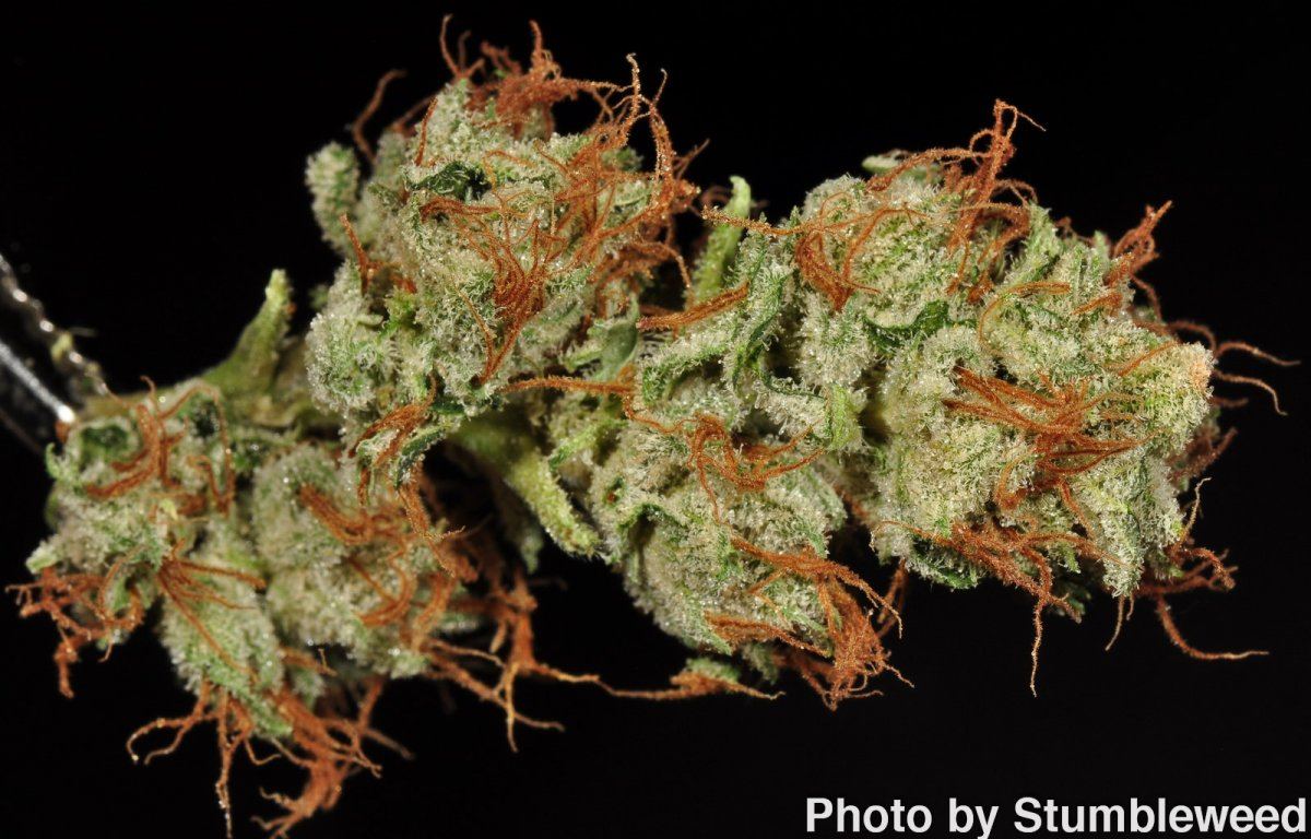 Bubba ghost 4