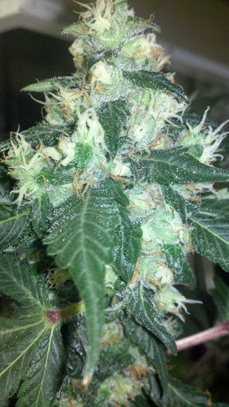 Bubba heirloom x stardawg 2012