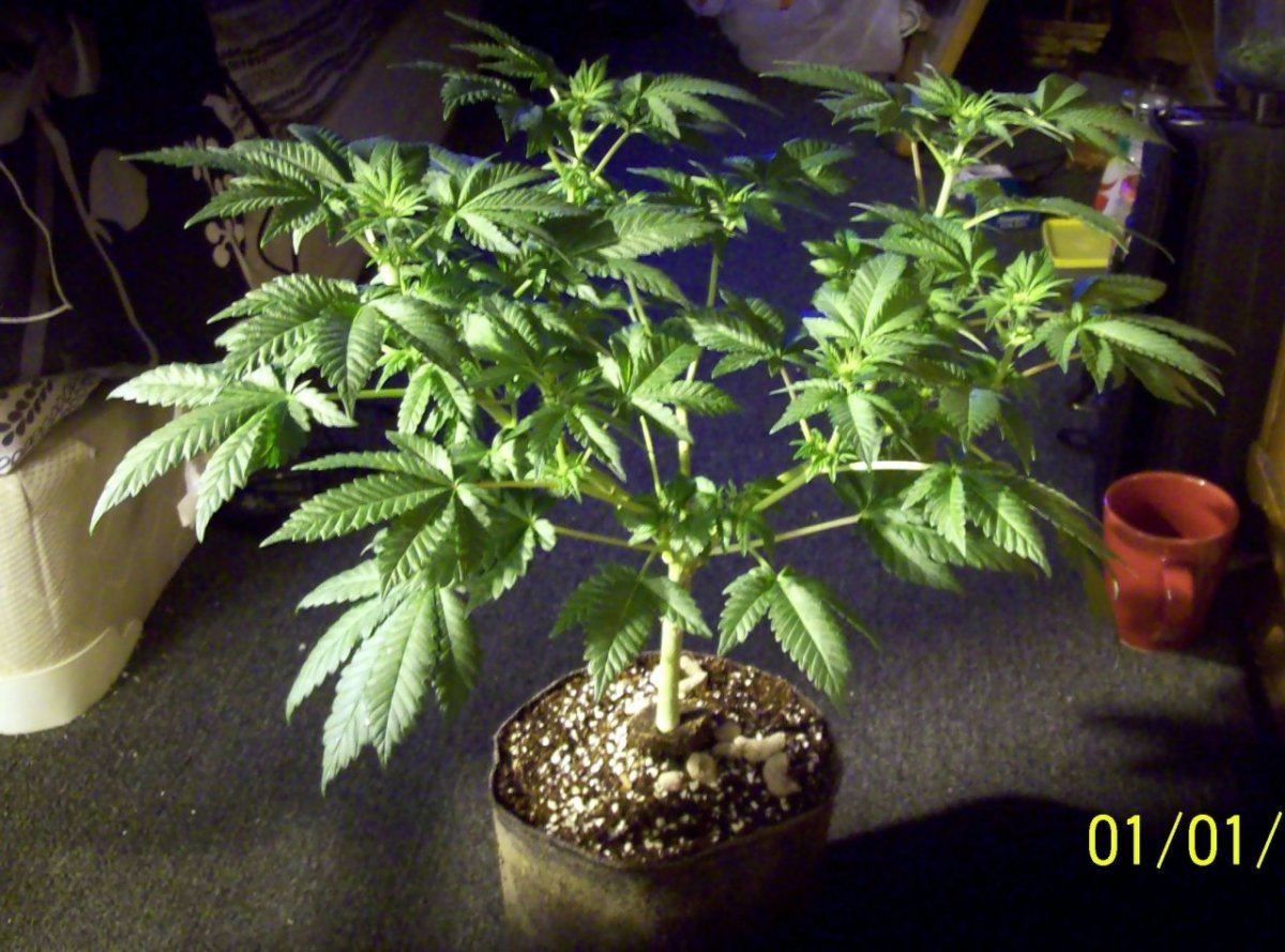 Bubba hso begflower pic1