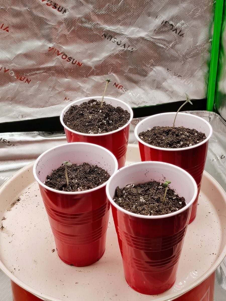 Bubba kush autos 3