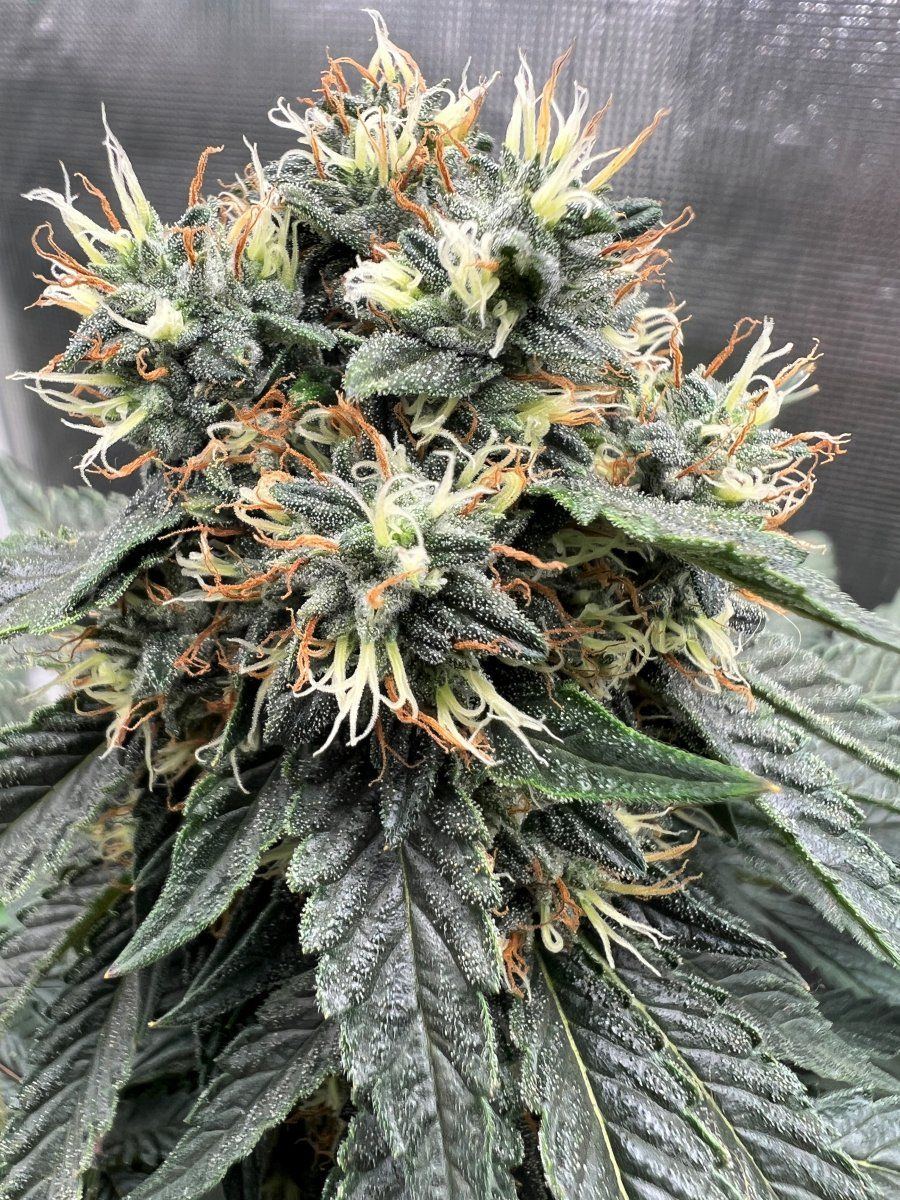 Bubba kush bud