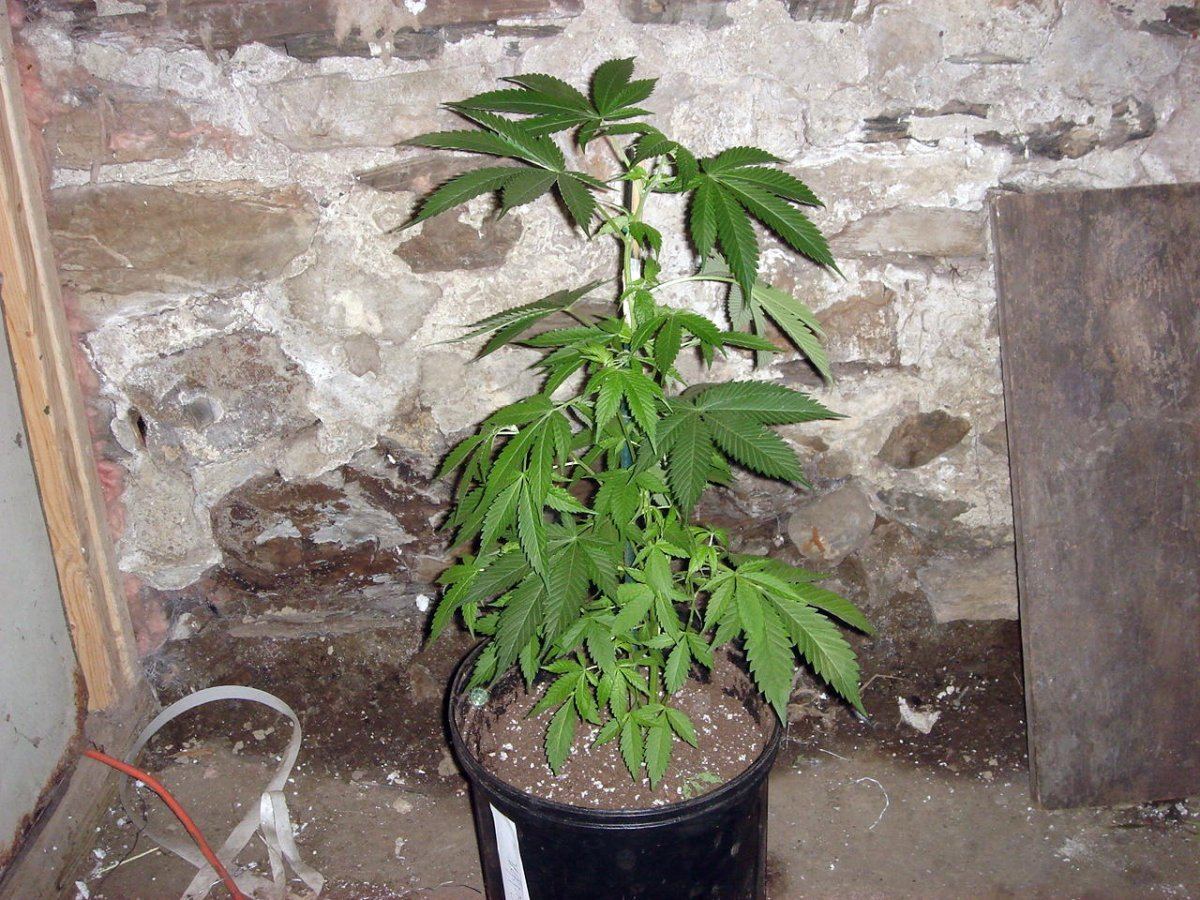 BUBBA KUSH BX1 1