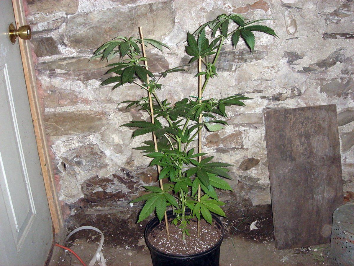 BUBBA KUSH BX1