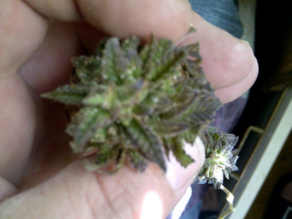 Bubba kush