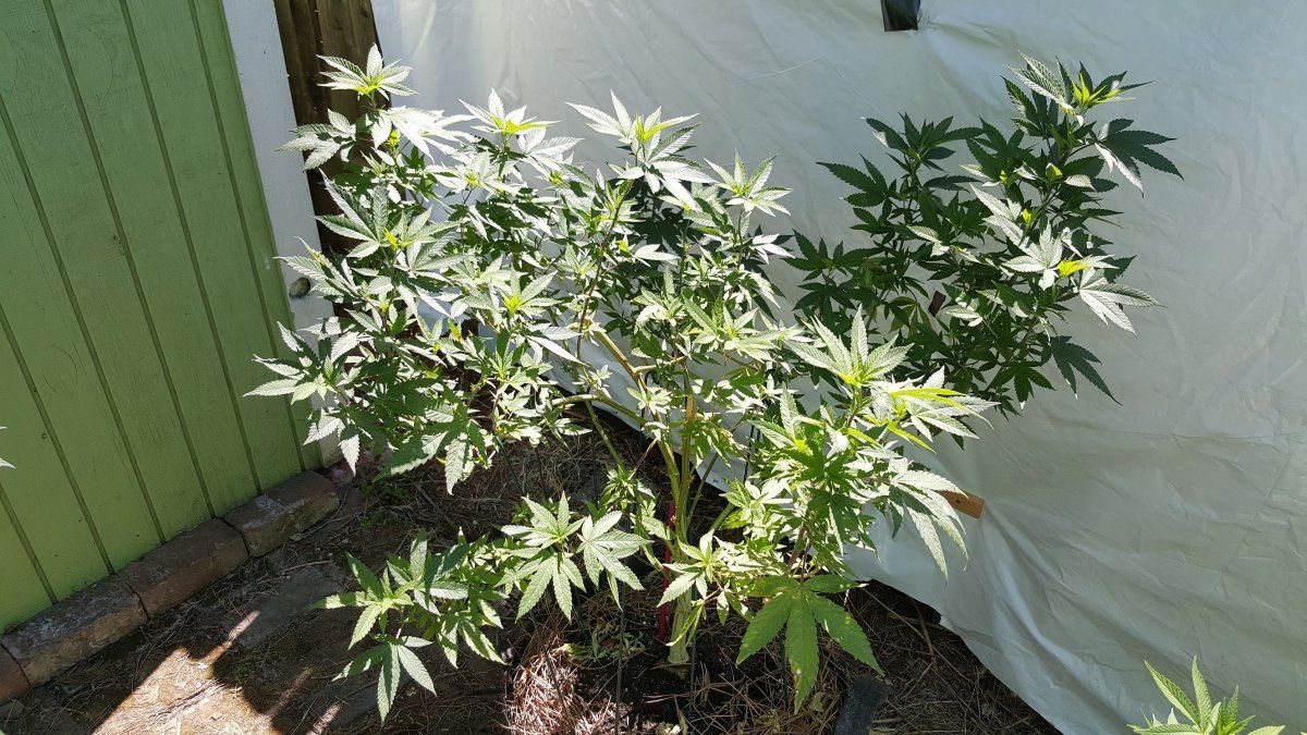 Bubba Kush