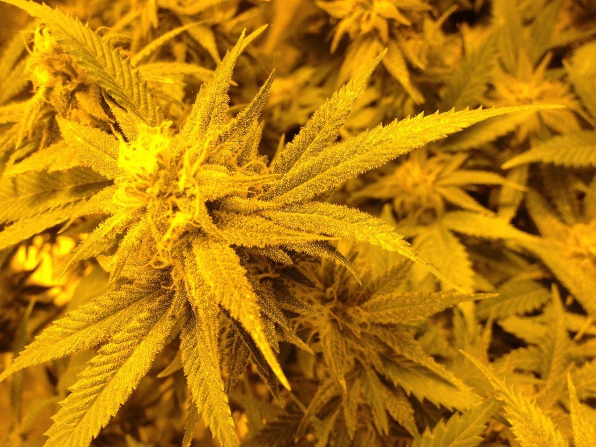 Bubba kush looking good week 5