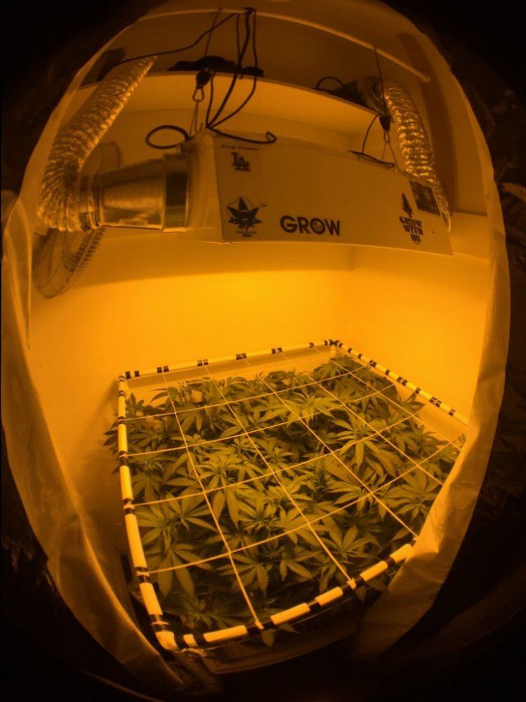 Bubba kush prop 215 grow