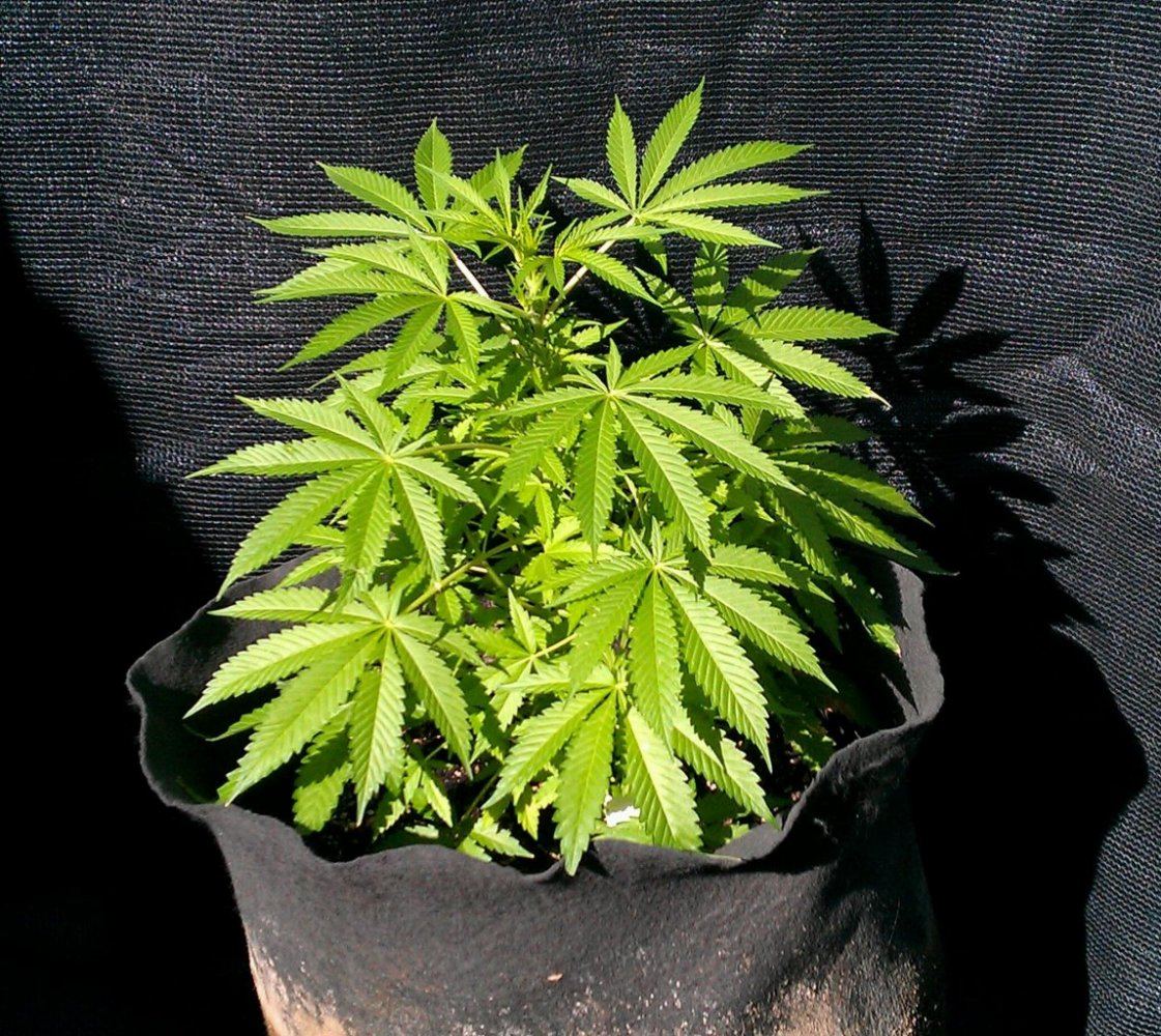Bubba Kush x MC 1 7 days
